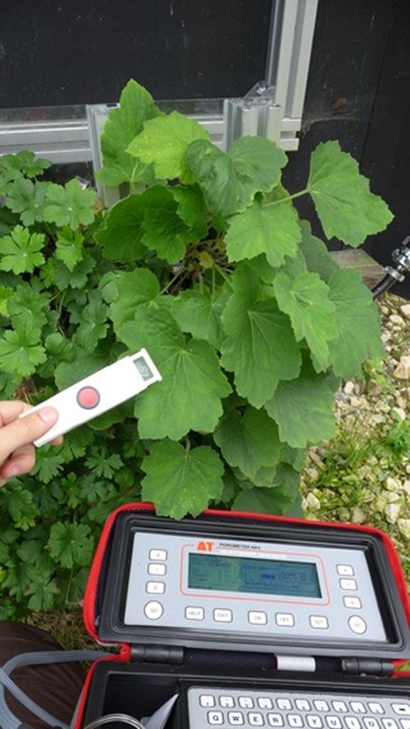 Messung der Transpiration